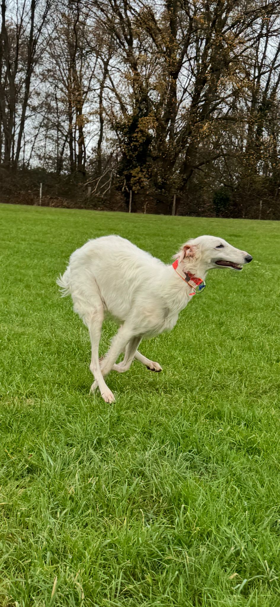 Barsoi-Hündin: Sara